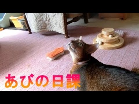 ネコ動画あび＃191　あびの毎日　アビシニアン　あび