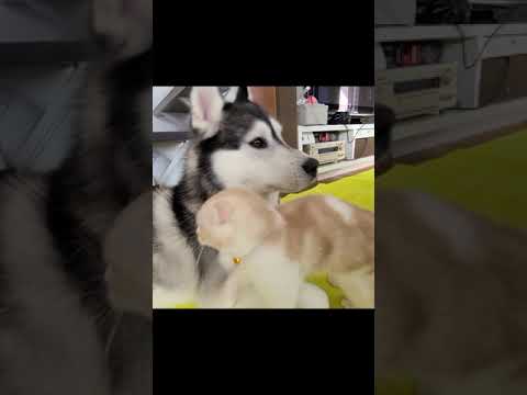子猫と犬がチュチューしてた...#shorts