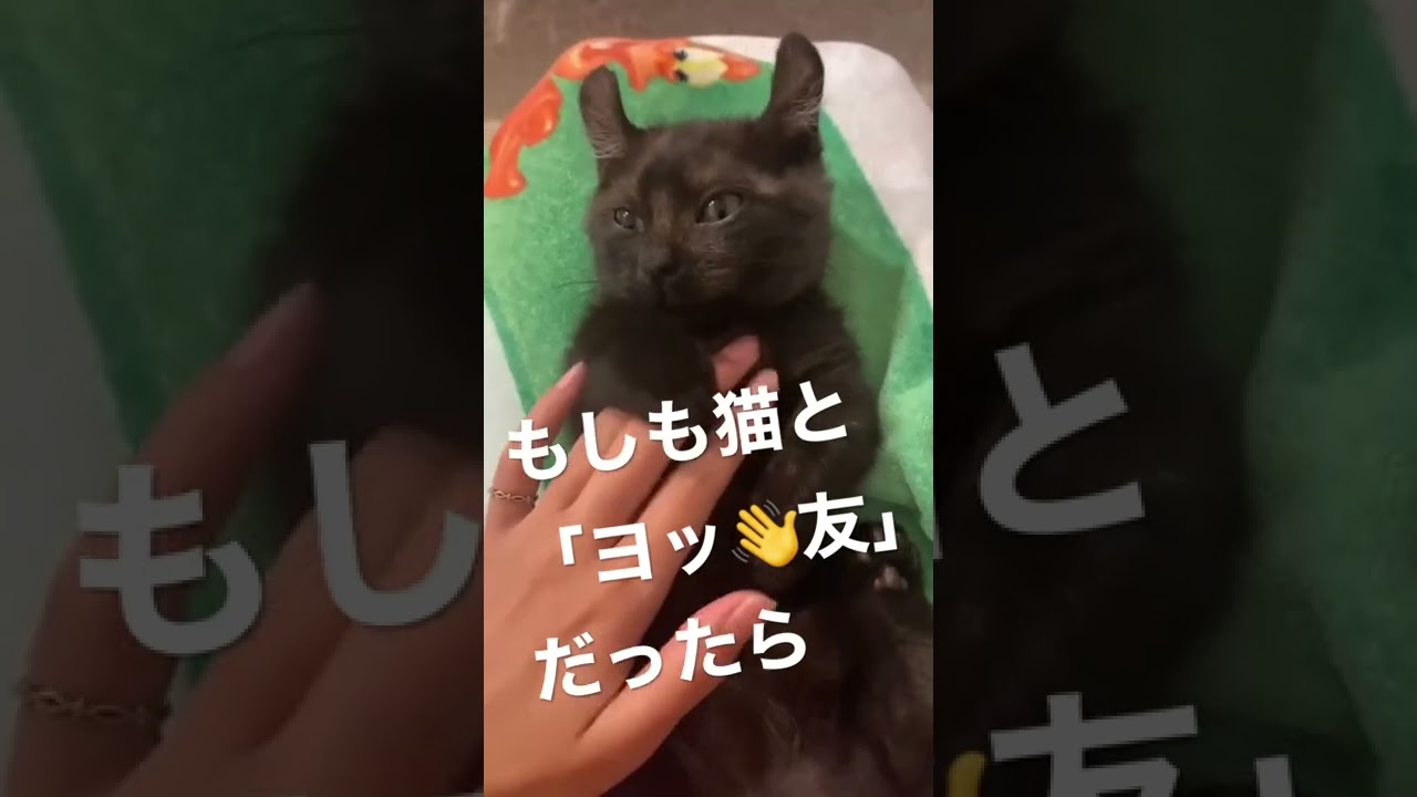 キンカローの子猫ともしヨッ友になったら？フレンドリーすぎてズッ友案件 #Shorts