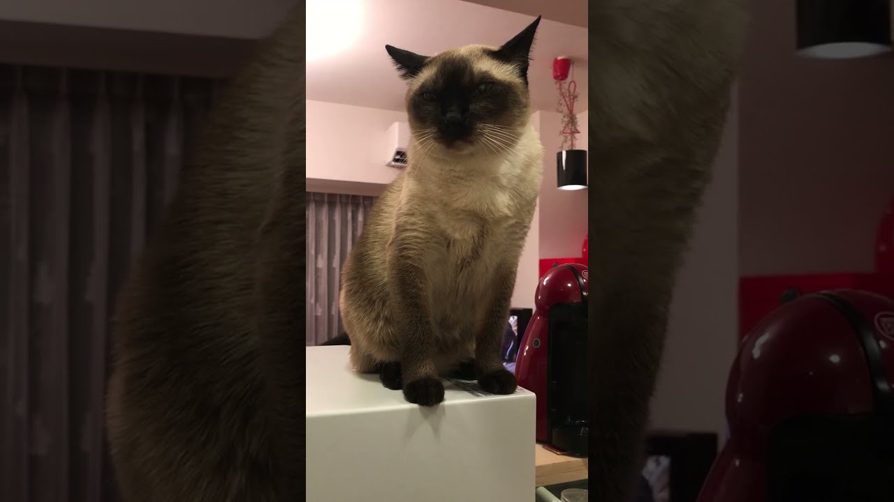 トースターの上でご飯待ちのたぬき猫なのにゃ♪