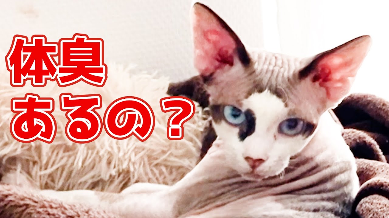 148:スフィンクス猫はどんな体臭？
