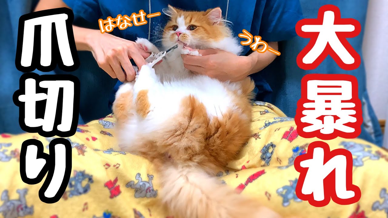 爪切りを嫌がり大暴れするラガマフィンの子猫が一筋縄には行かない...