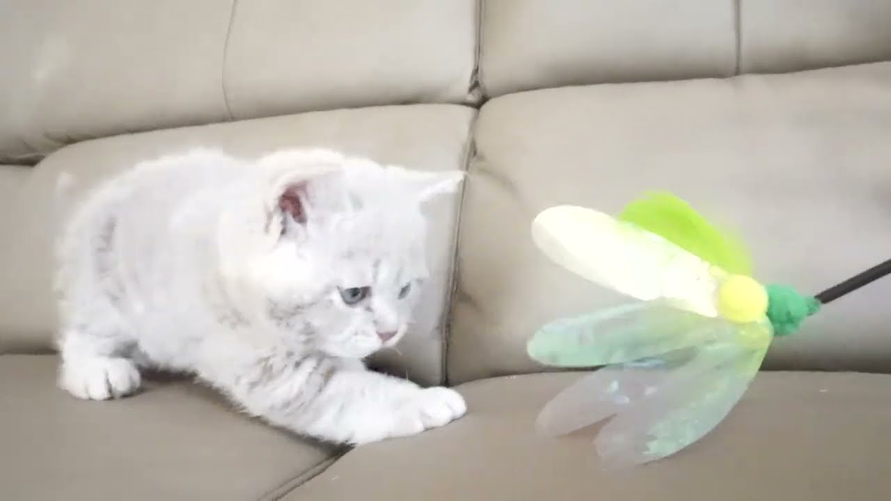 セルカークレックス子猫　2022.9.30産まれ 　クリーム　女の子　シーダキャット猫のお店