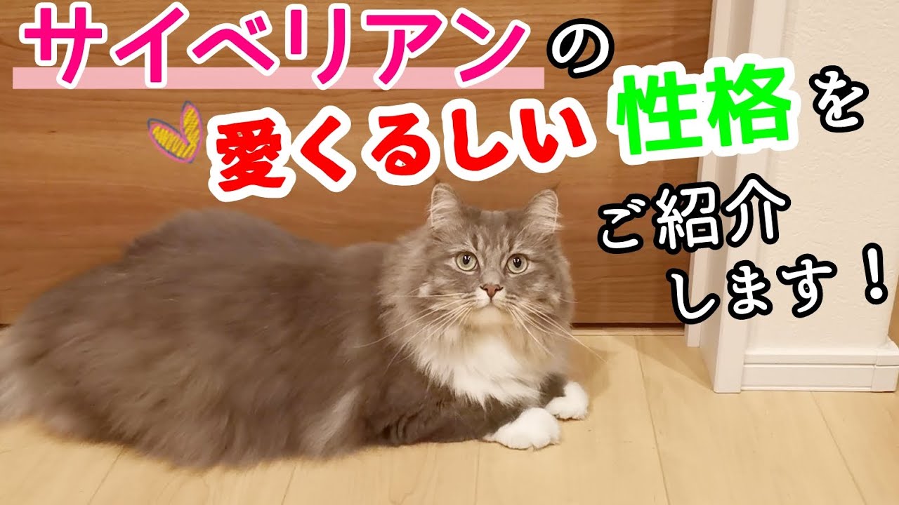 誰もが好きになっちゃうような、そんなサイベリアン猫の性格をご紹介します！【サイベリアンのラフィ#172】