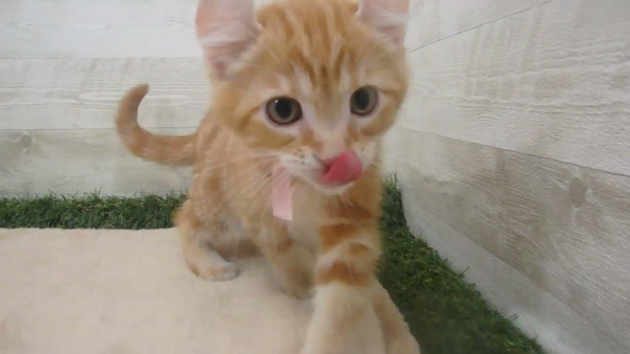 Coo&RIKU　No00569044 アメリカンカール