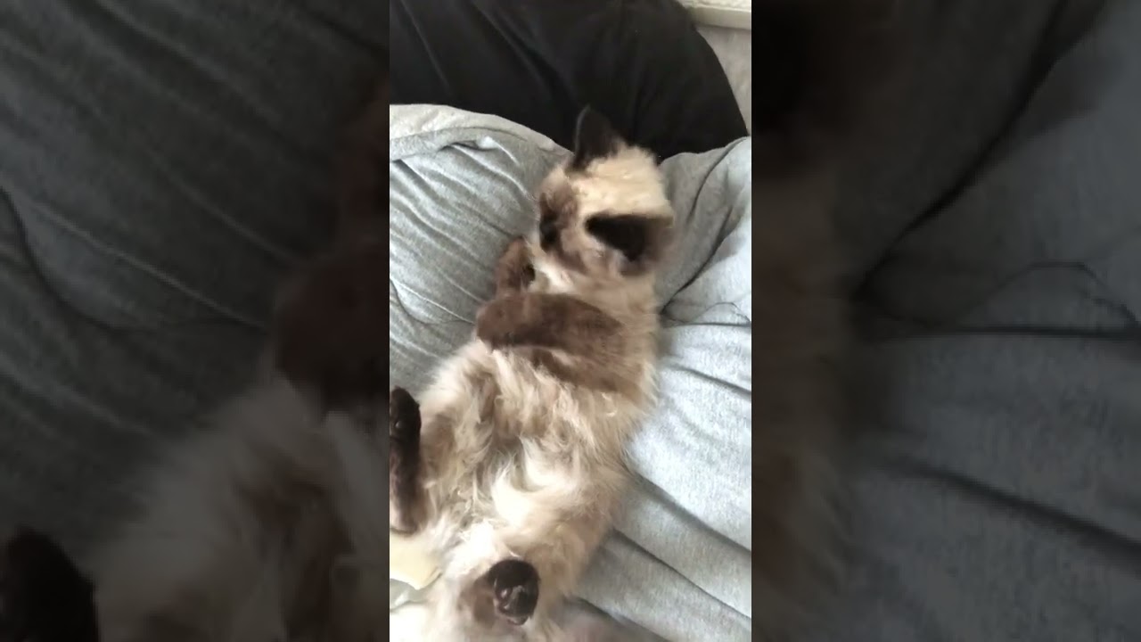 【ヒマラヤン】川の字で寝る猫【甘えん坊】