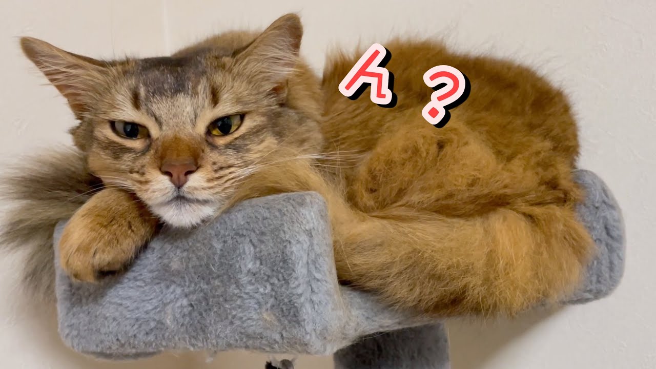 新居でも飼い主を必死でストーカーする猫【ソマリ】