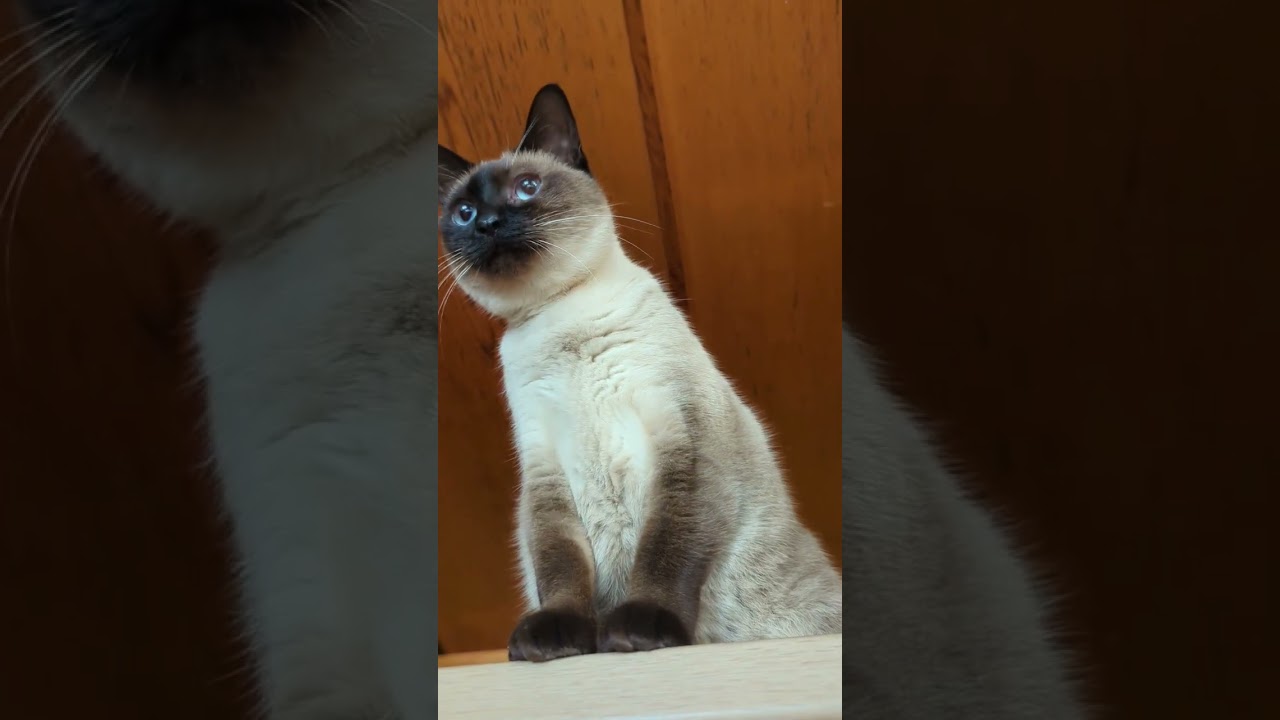 発見したときのシャム猫🐈 - Cats found it - #shorts