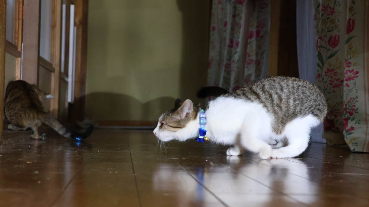 ビー玉で遊ぶ子猫たち　221218