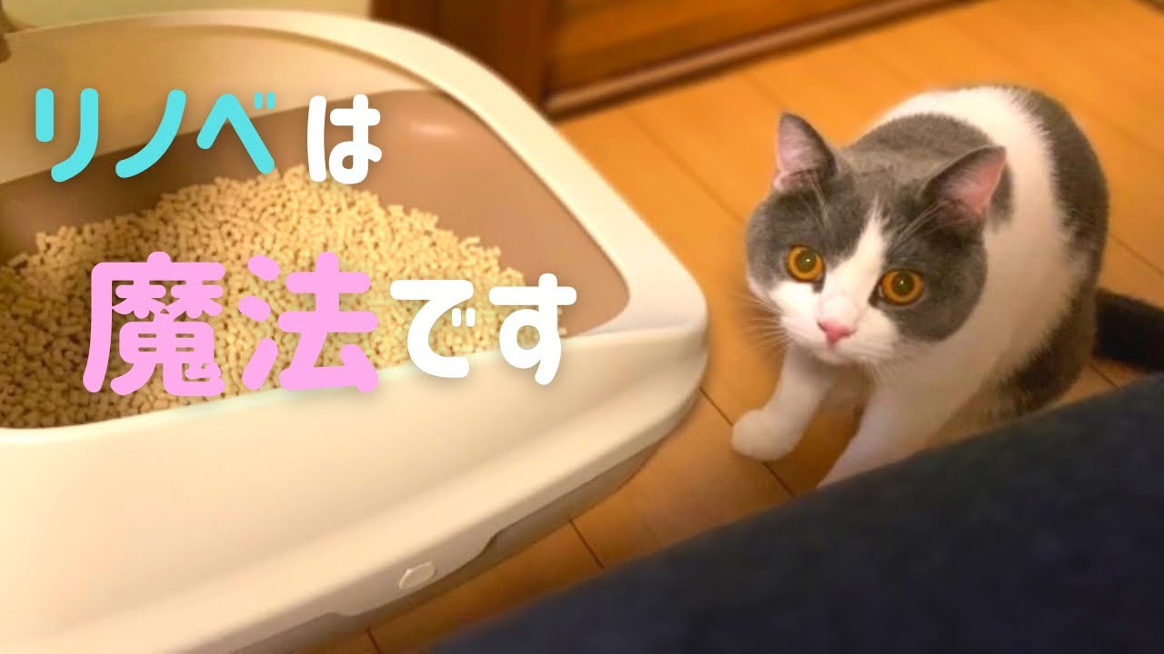 トイレに色々不満なハチワレ猫【ブリティッシュショートヘア】