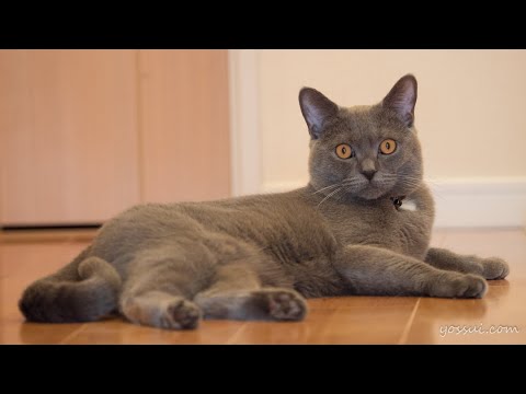 可愛いシャルトリュー 甘えん坊な猫は鳴き声も可愛いです♪（Part2）