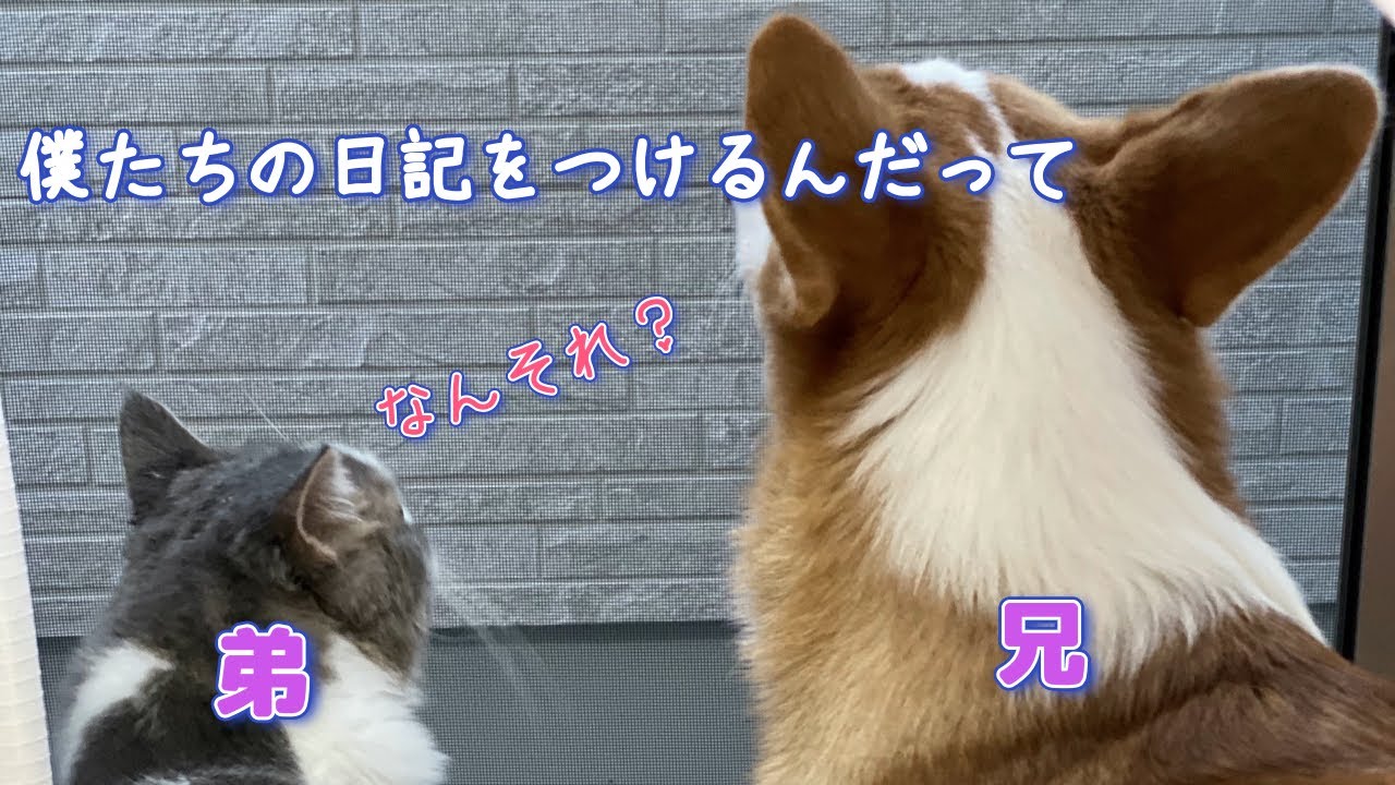 【犬猫日記】コーギーとラガマフィンの兄弟