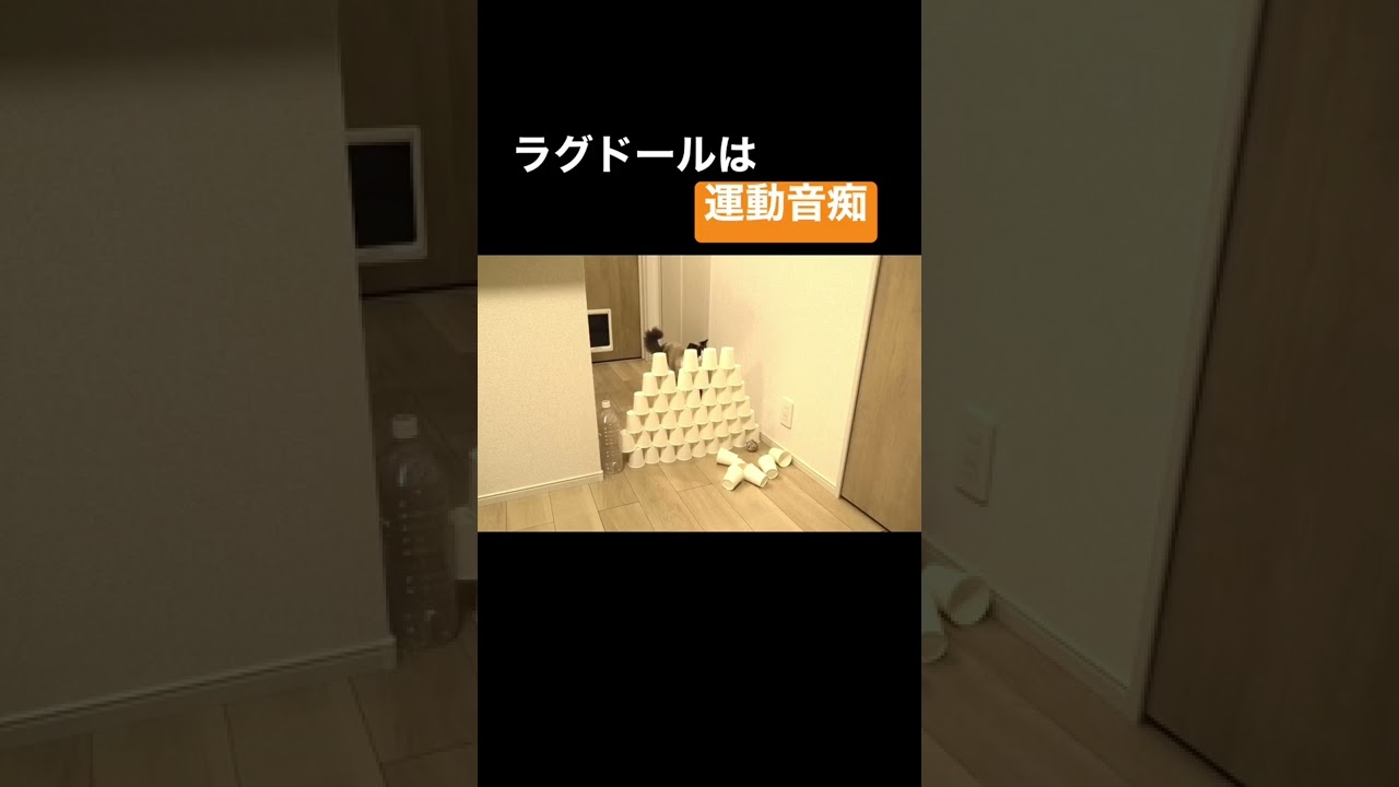 ジャンプ力が低すぎるラグドール【運動音痴】