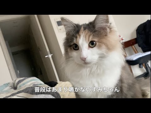 ノルウェージャンフォレストキャットの鳴き声が癒し！普段は鳴かない猫のすみちゃんの鳴き声がこちら