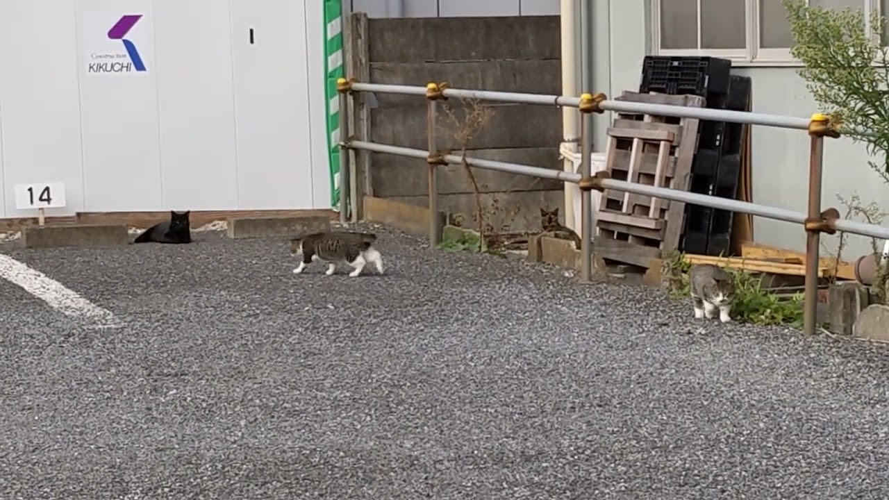 ねこ、猫、ネコ！Japanese Cats.