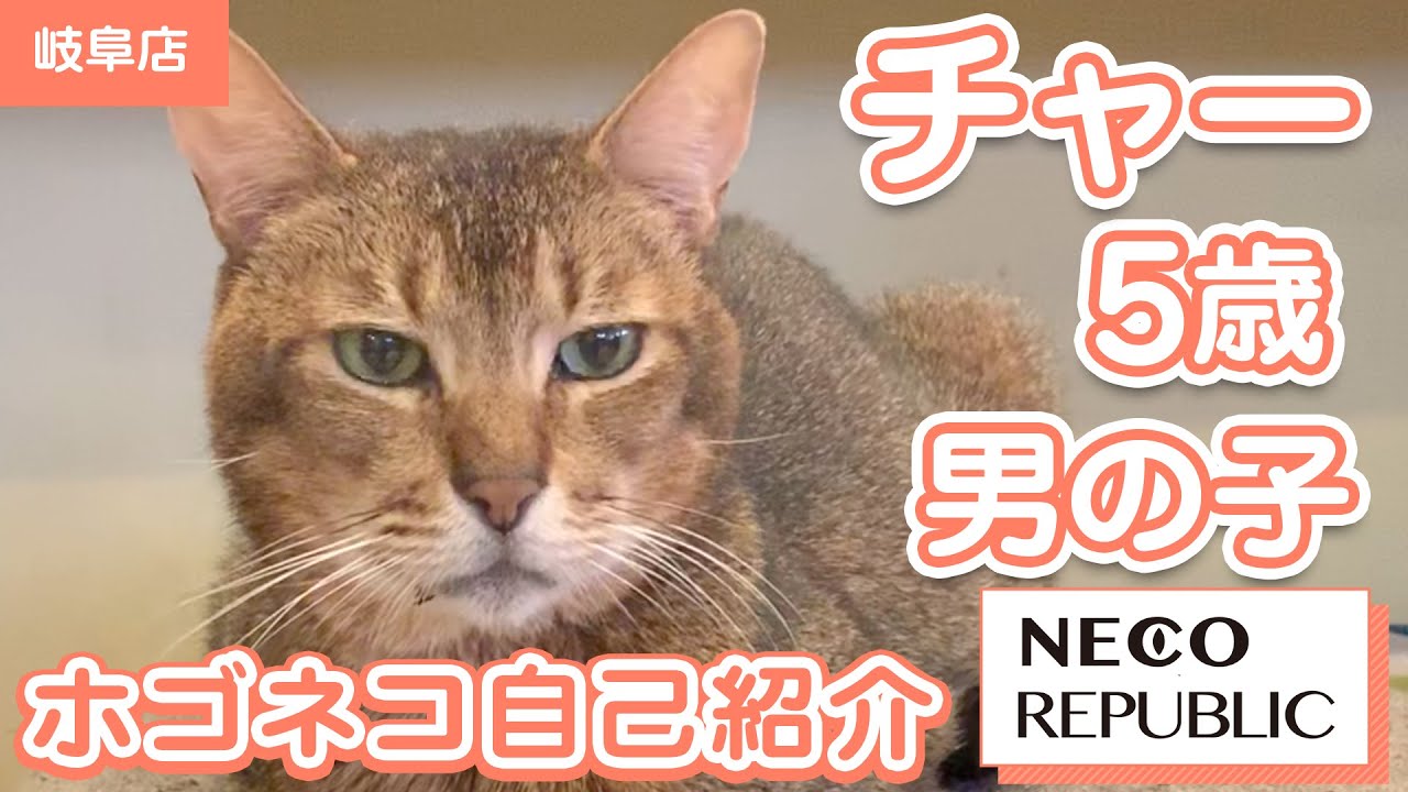 アビシニアンの保護猫　チャー　マイクロチップが入っていたのに登録なし？もう二度と見捨てたりしないずっとの家族を探したい！保護猫自己紹介動画