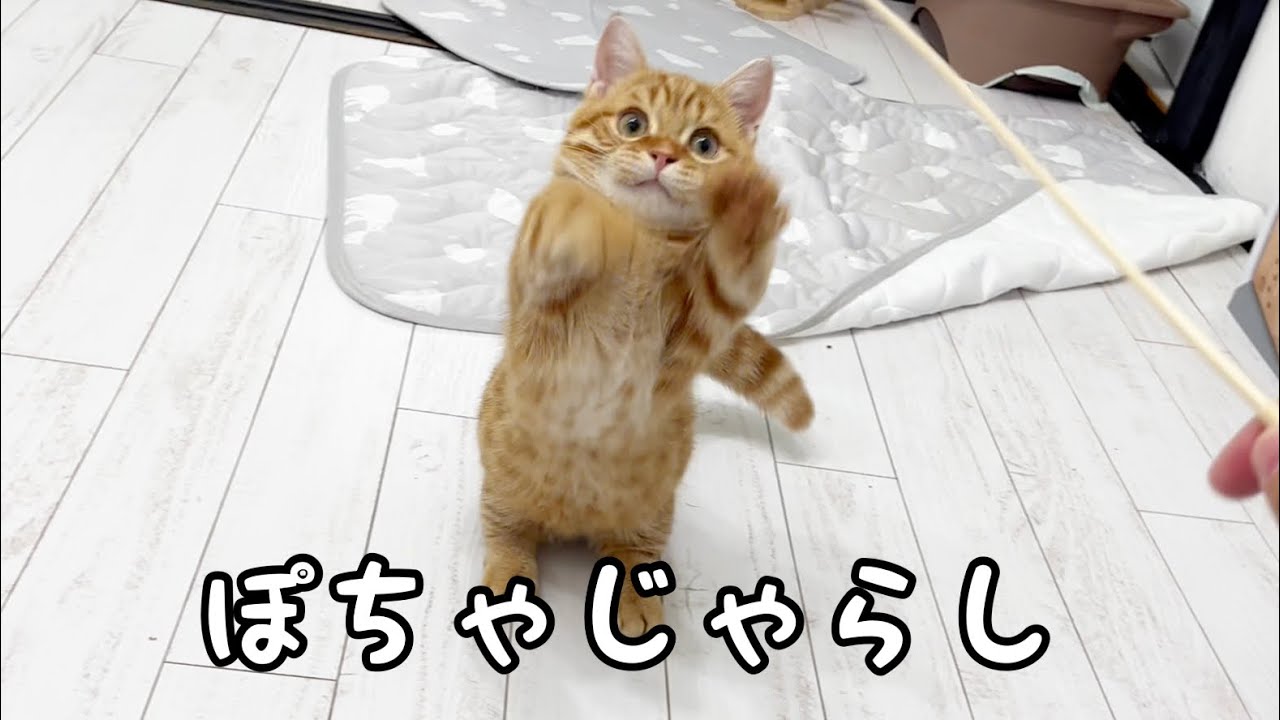 マンチカンの子猫ぽちゃくん全力であそびます💓