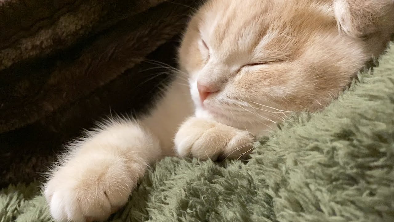 母にそっくりすぎ問題…スコティッシュフォールドつむの子猫の成長記録 kitten and twins