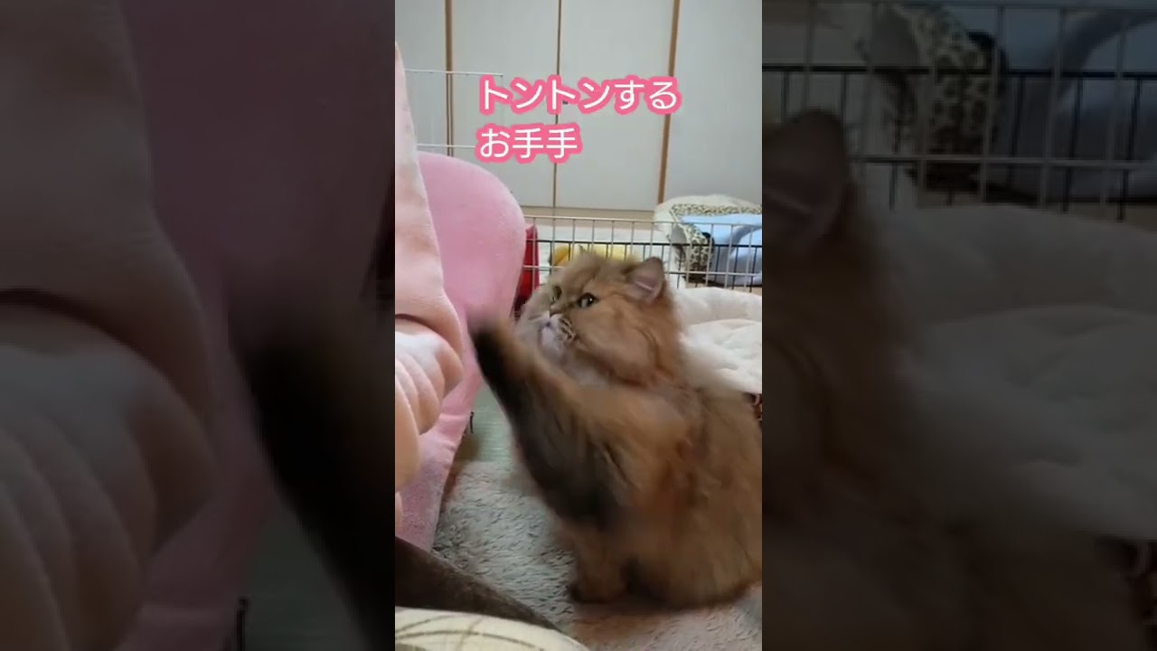 謎の要求アメリカンカール