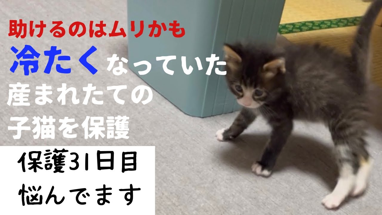 冷たくなっていた子猫の保護、31日目