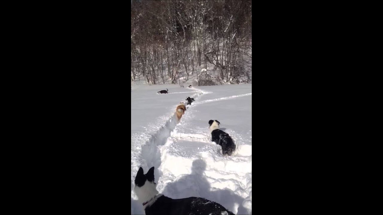 2013/1/5 犬連れスノーシュートレッキング
