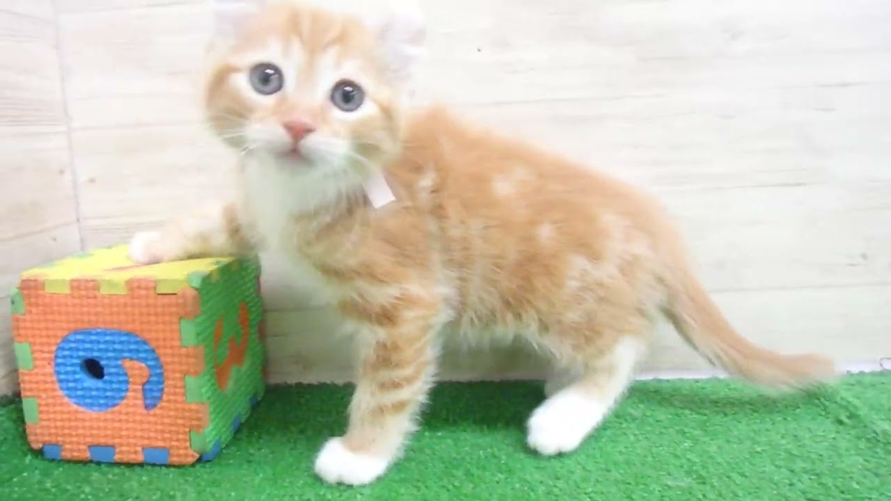 Coo&RIKU　No00570194 アメリカンカール