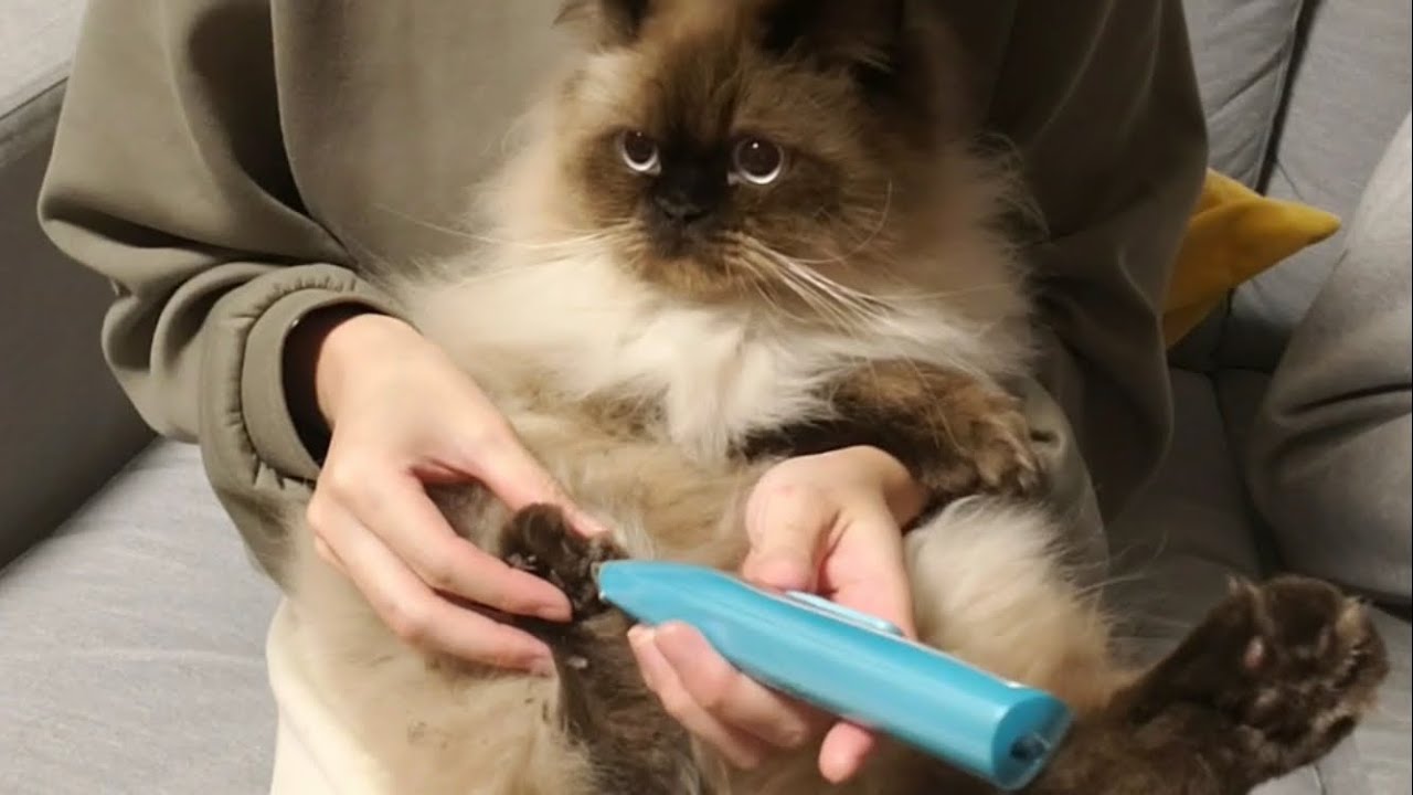 【ヒマラヤン】バリカンで足裏の毛をカット【おうちサロン】