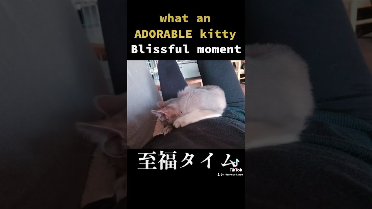 #猫 #子猫 #ソマリ #cat #somali #kitten #kitty