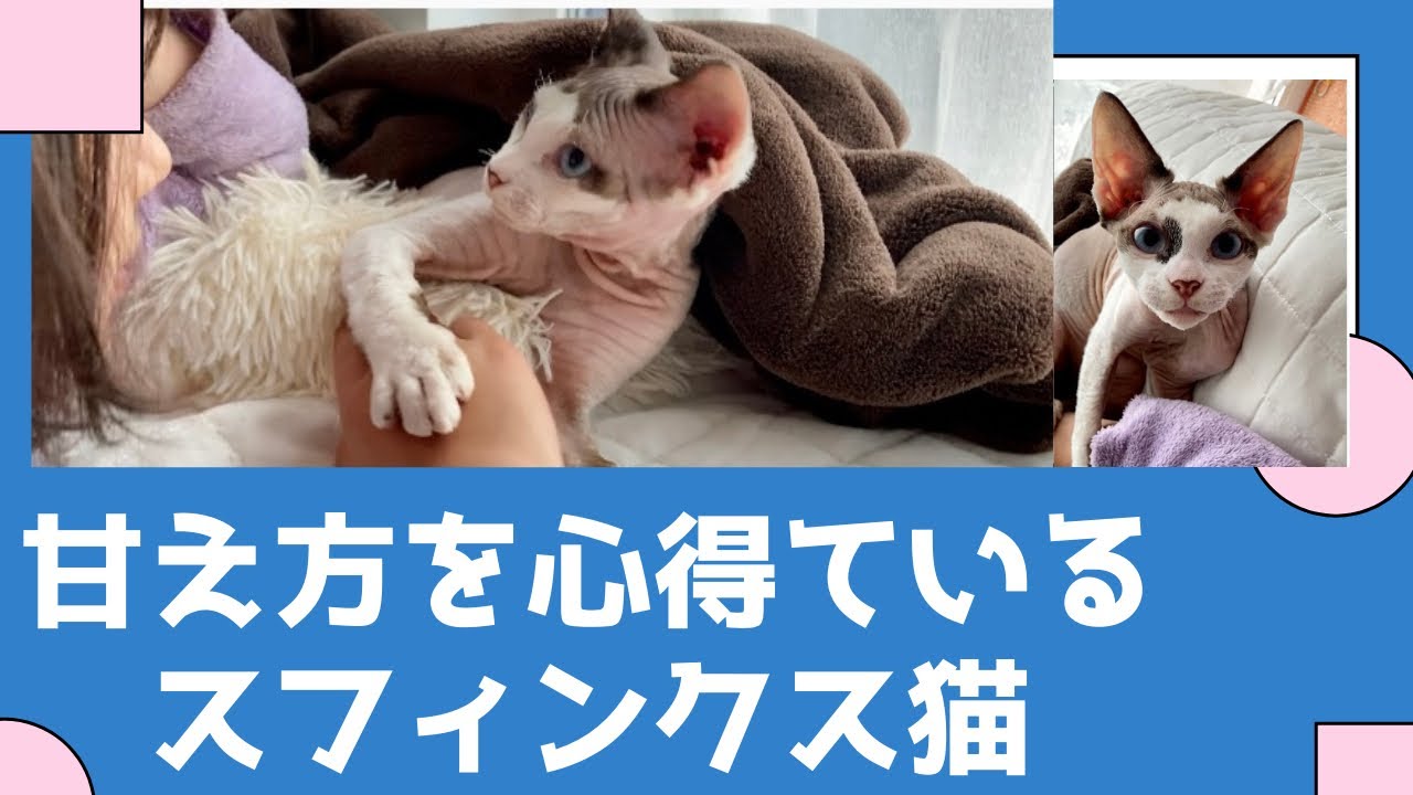 72:甘え方を心得ているスフィンクス猫