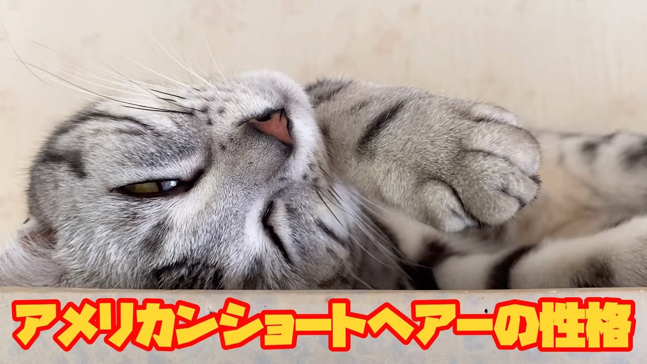 アメリカンショートヘアーの性格が伝わらない動画かもしれません