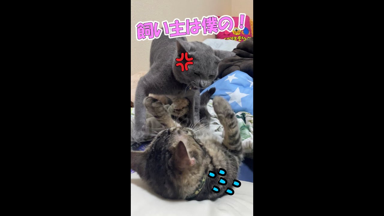 子猫に飼い主を独占されて嫉妬するロシアンブルーｗｗ #Shorts