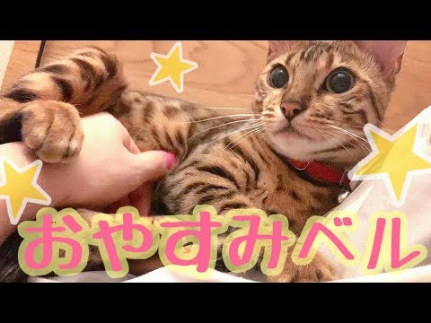 おやすみ前に荒ぶるベンガル猫ベル！