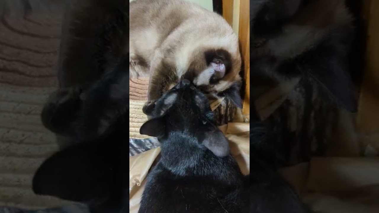 起きないシャム猫 - Two cats - #Shorts