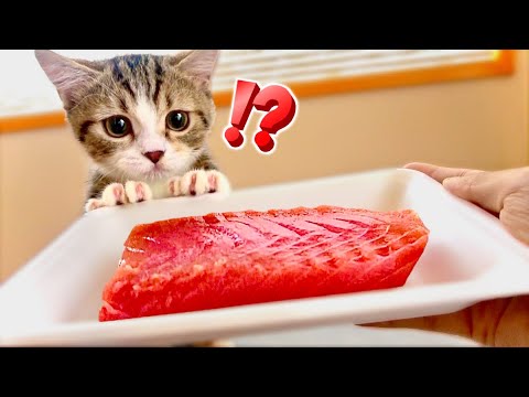 生まれて初めて子猫がマグロを食べたら...とんでもないことがw(#たまご犬猫)Reaction of kittens eating raw meat for the first time.