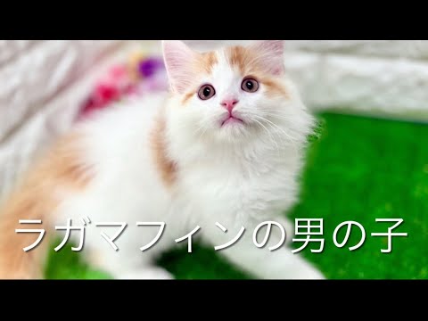 ラガマフィンの子猫　（平野瓜破）