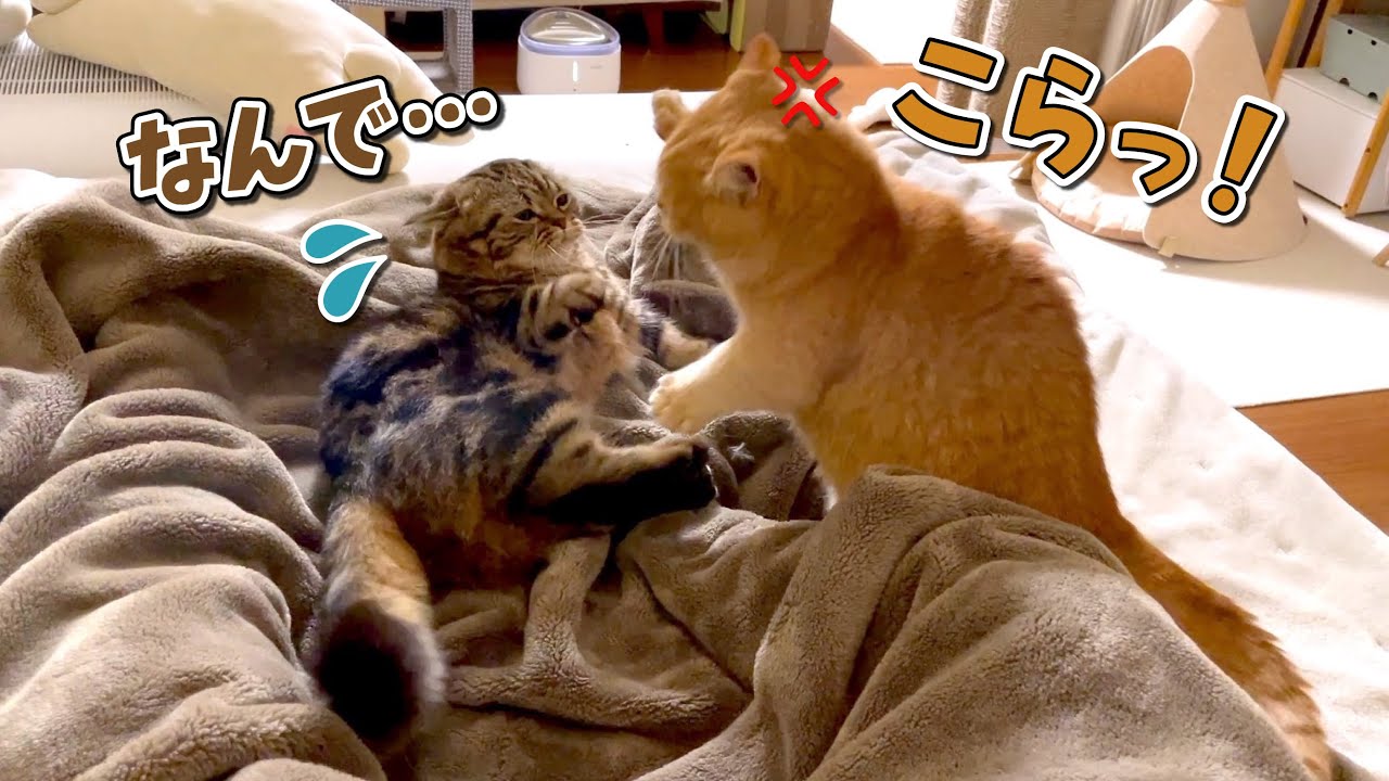 ５秒前までラブラブだったのに猫パンチ合戦を始めちゃう兄弟猫！笑