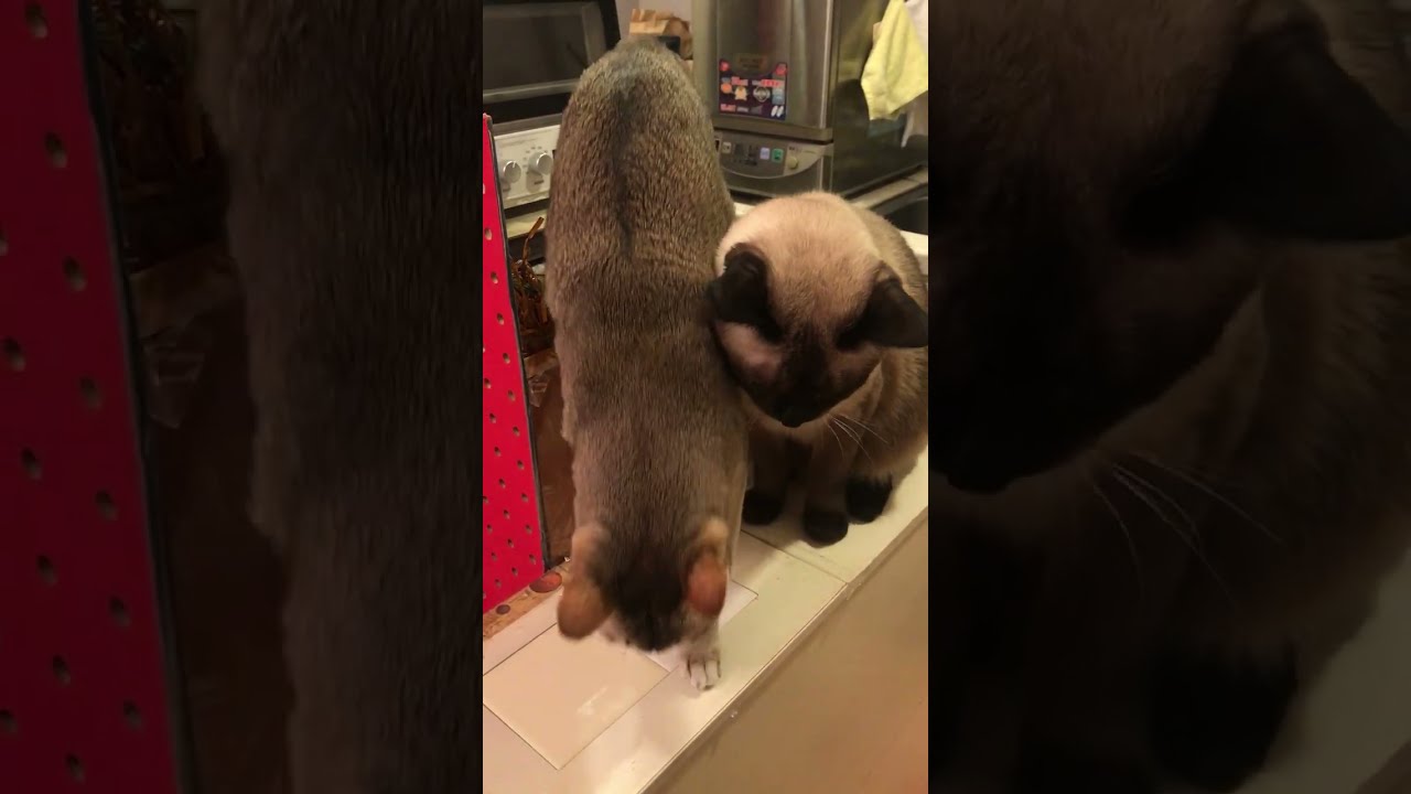 狭いところでネジネジ遊びのシンガプーラなのにゃ♪