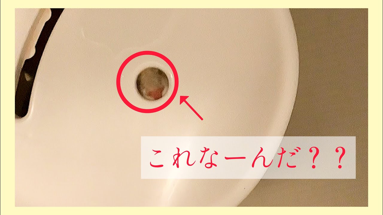 我が家のアメリカンカール、こんなところに隠れていた！！！😵