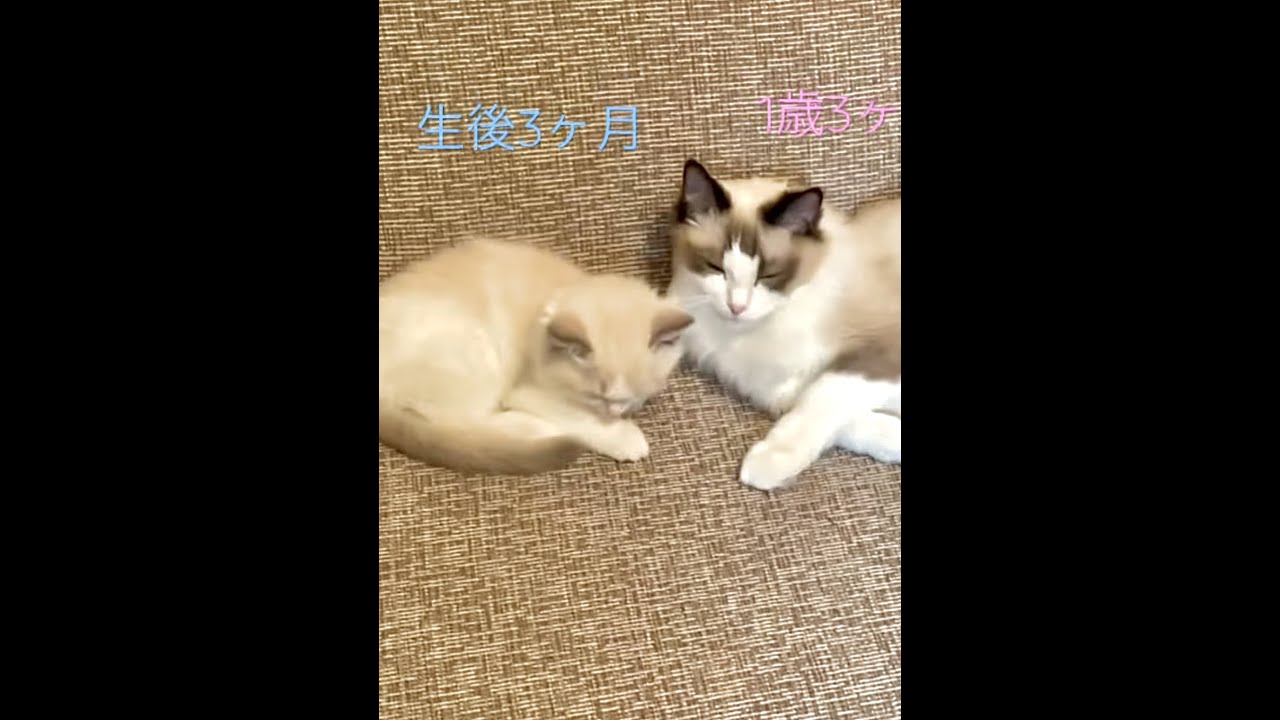 世界一重いと言われるオスラグドールキャットの成長スピードがメスと比較してみて半端なかった件