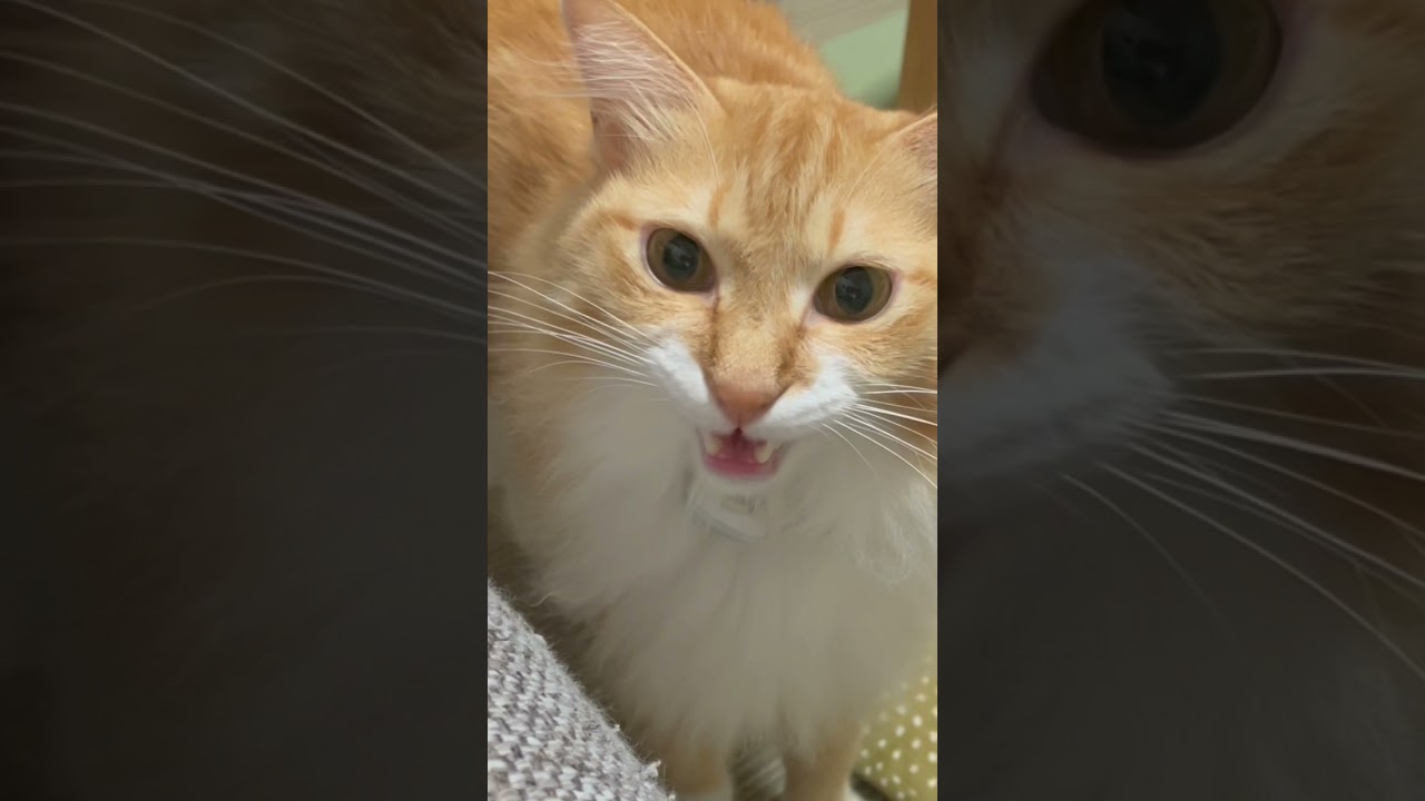 【short】完全にご飯と言っている猫【親バカ？天才？】