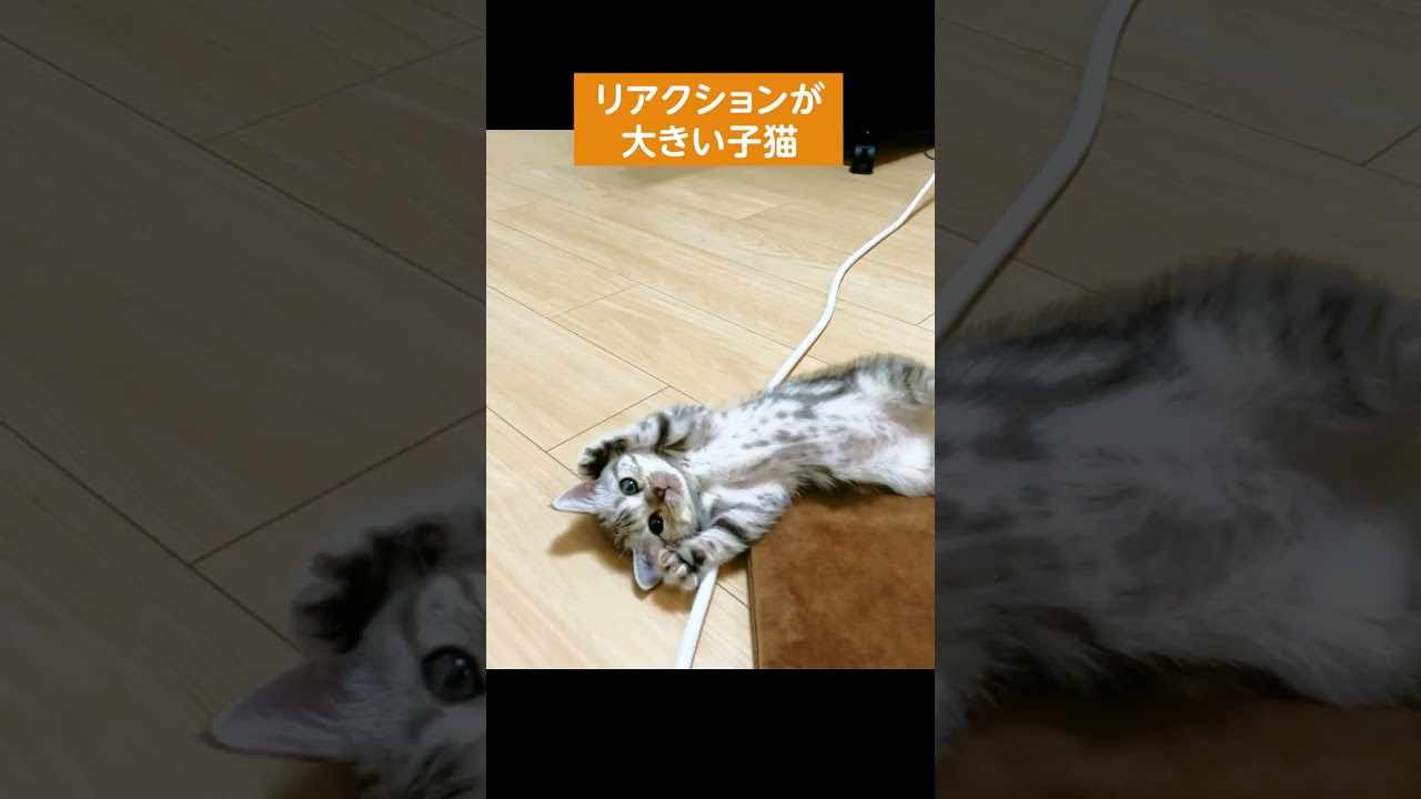 リアクションが大きい子猫【アメリカンショートヘアー】#shorts #アメショー  #子猫