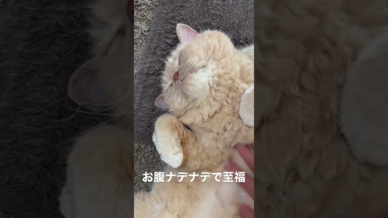 お腹ナデナデで至福のひと時、セルカークレックスのはっちゃん