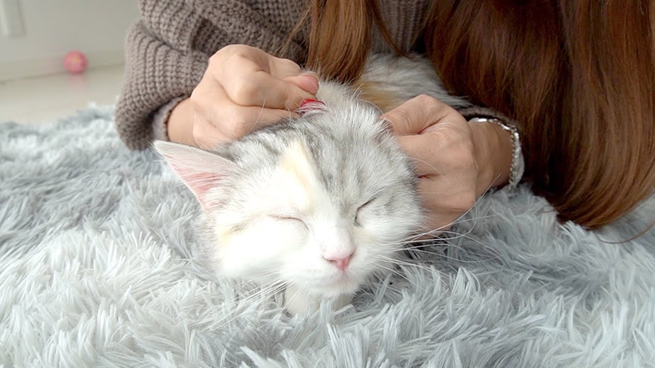 初めての耳掃除にうっとりな子猫 あんちゃん【スコティッシュフォールド】 - Kitten enamored of first ear cleaning
