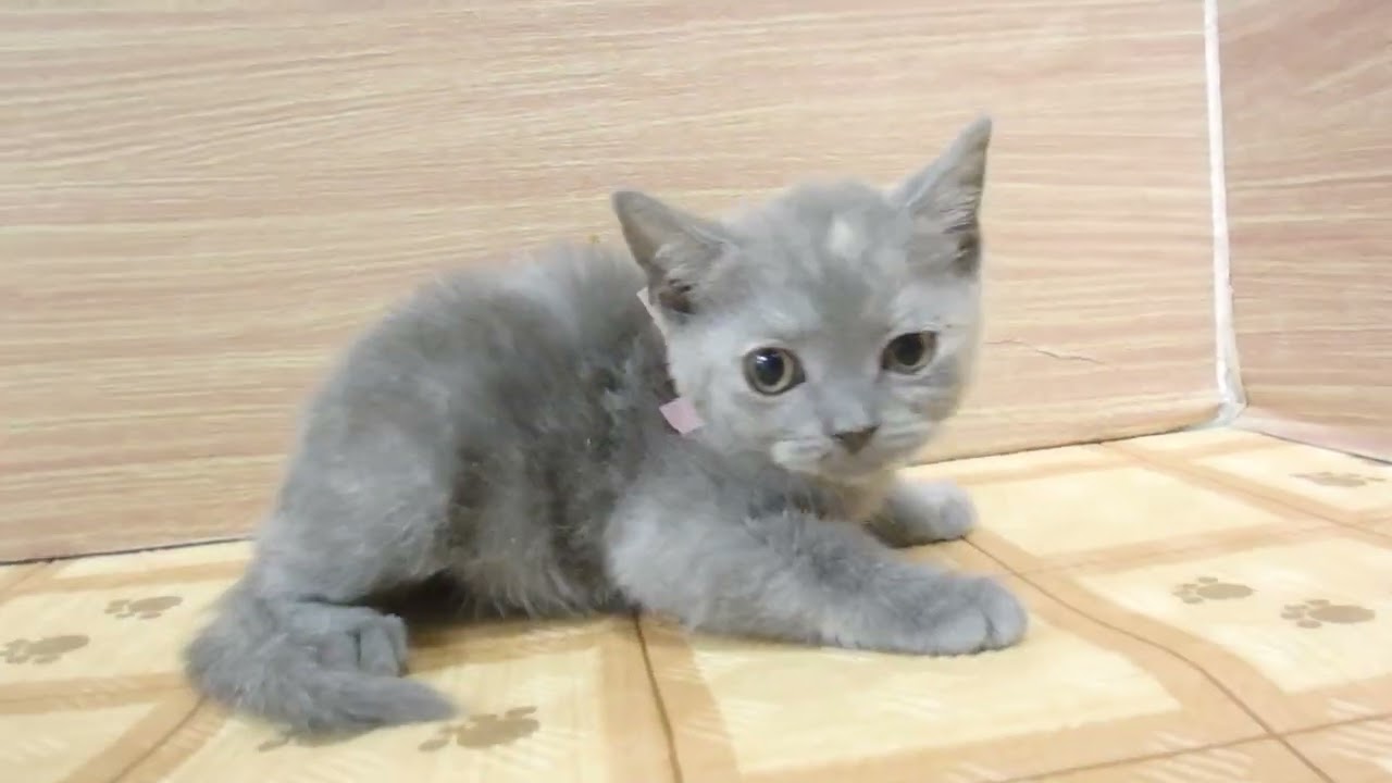 Coo&RIKU　No00610237 ブリティッシュショートヘアー