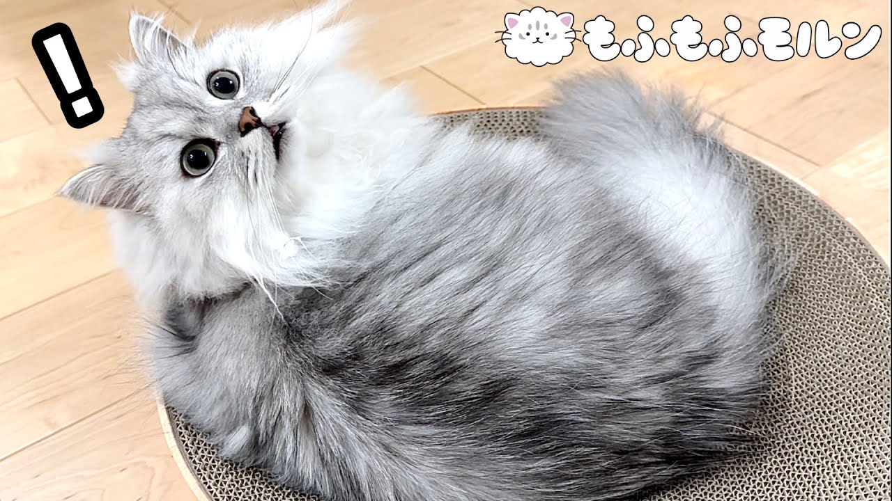 猫の背中の秘密を暴きます！ 【サイベリアン】