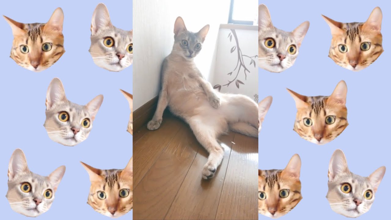 階段でスコ座りする猫（ベンガル猫とアビシニアン）BEST FUNNY CATS&KITTENS #shorts