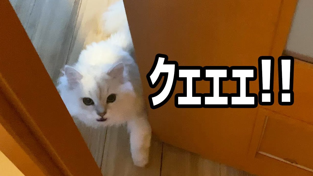 すごい鳴き声で出迎えてくれました。【ペルシャ猫 チンチラシルバー】