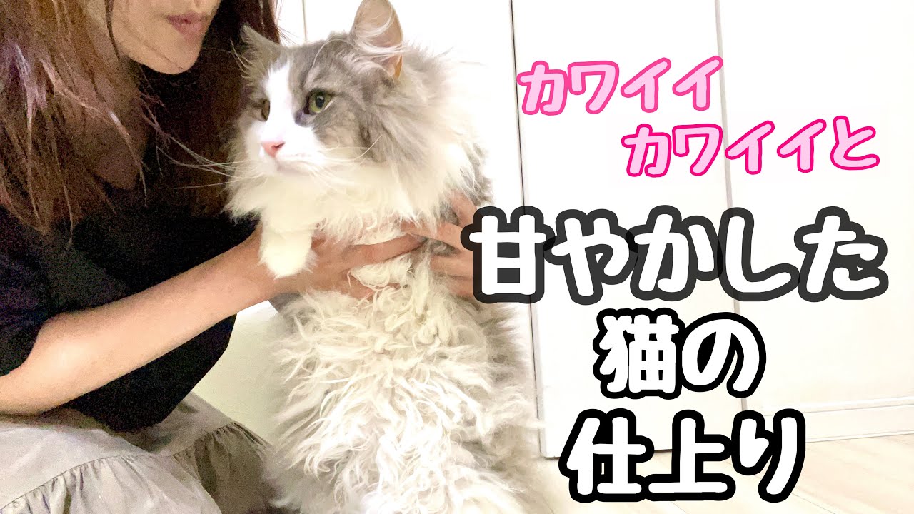 ノルウェージャンフォレストキャットを甘やかして育てた結果こんなことになってしまいました💦