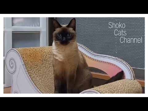 寒さに弱いシャム猫と一緒に、冬をお迎えする準備をしましたI prepared for winter with a Siamese cat that is vulnerable to the cold.