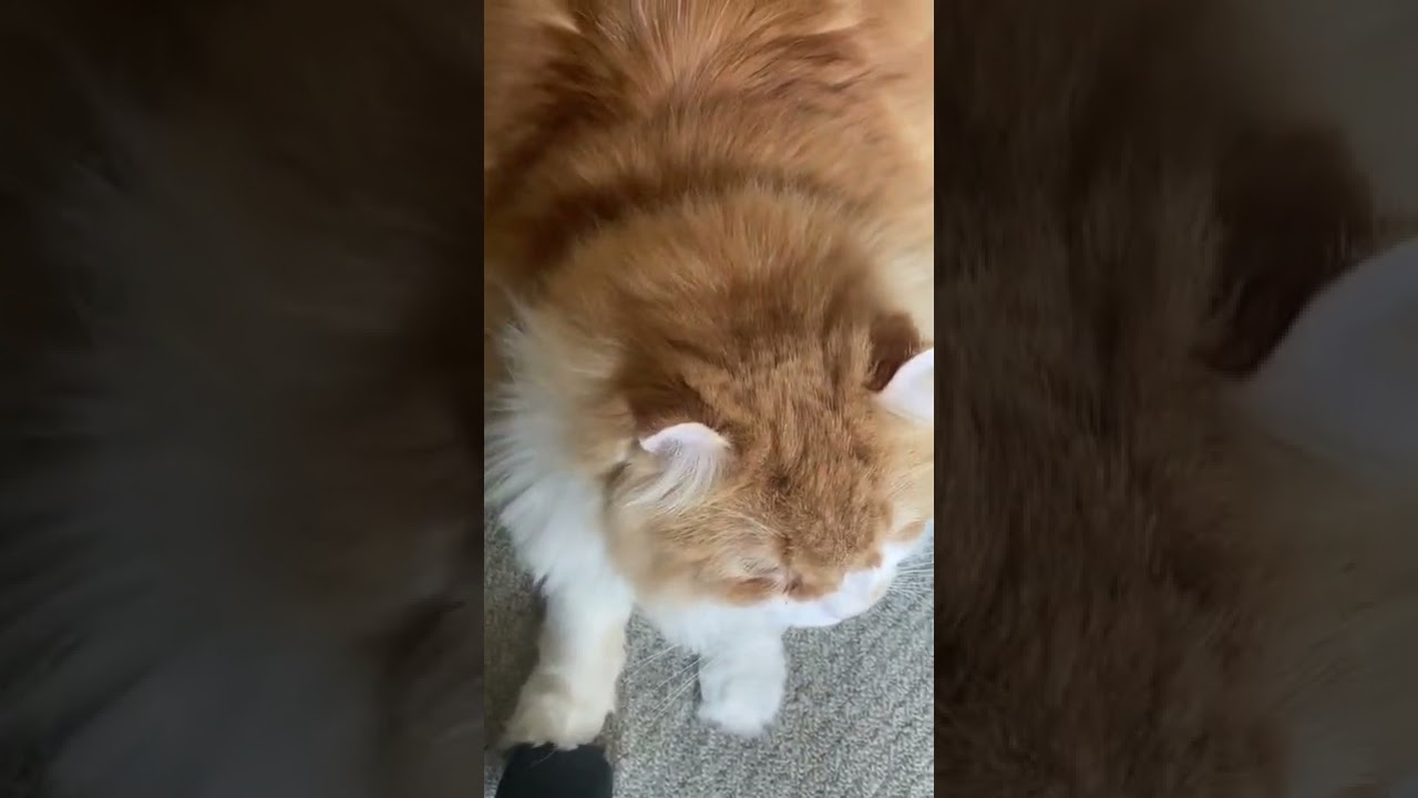 【ｱﾒﾘｶﾝｶｰﾙmocca】甘えて鼻鳴らしからへそ天する猫ｗ #shorts  #猫 #アメリカンカール #cat